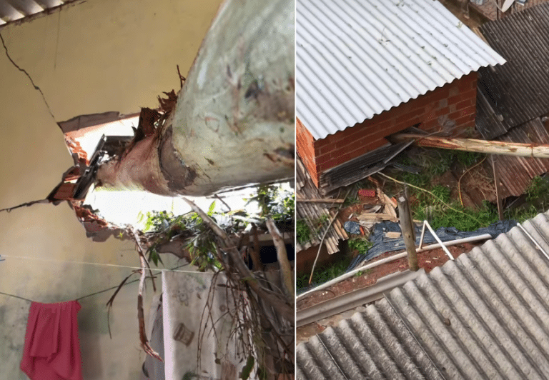 Árvore de 40 metros cai e atravessa casas em Ibatiba